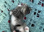 Misty - Domestic Kitten For Sale - Agawam&comma; MA&comma; US