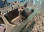 GirlJh - Russian Blue Kitten For Sale - Hastings&comma; FL&comma; US