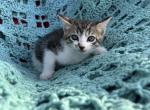 Luki - Domestic Kitten For Sale - 