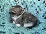Mia - Domestic Kitten For Sale - 