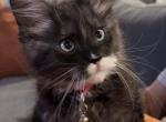Blue Smoke with White Maine Coon Kittens - Maine Coon Kitten For Sale - North Las Vegas&comma; NV&comma; US