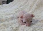 Cream Female - Sphynx Kitten For Sale - 
