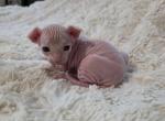 Cream Male - Sphynx Kitten For Sale - CO&comma; US