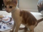 Litter - Domestic Kitten For Adoption - Stockbridge&comma; GA&comma; US