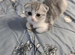 Sh - Scottish Fold Kitten For Sale - Hastings&comma; FL&comma; US