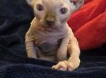 Elf Singleton - Sphynx Kitten For Sale - Boston&comma; MA&comma; US