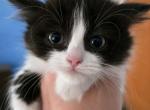 ScttishS - Scottish Straight Kitten For Sale - Hastings&comma; FL&comma; US
