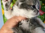 Sct - Scottish Fold Kitten For Sale - Hastings&comma; FL&comma; US
