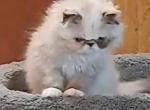 Sarah - Persian Kitten For Sale - Sumner&comma; WA&comma; US
