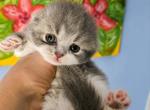 ScF - Scottish Fold Kitten For Sale - Hastings&comma; FL&comma; US
