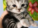 SCotS - Scottish Straight Kitten For Sale - Hastings&comma; FL&comma; US