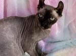 Lilith - Sphynx Cat For Sale - Dresden&comma; OH&comma; US