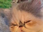 ABIGAIL - Persian Kitten For Sale - Sumner&comma; WA&comma; US