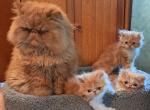 Joey - Persian Kitten For Sale - Sumner&comma; WA&comma; US