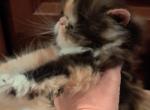 Minie - Persian Kitten For Sale - Sumner&comma; WA&comma; US
