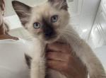 Beauty and Tomy - Siamese Kitten For Sale - Leehigh Acres&comma; FL&comma; US