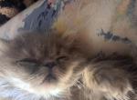 Casper - Persian Kitten For Sale - Sumner&comma; WA&comma; US