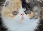 Calico - Persian Kitten For Sale - 