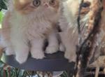 Bugzys - Persian Kitten For Sale - Sumner&comma; WA&comma; US