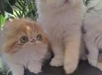 Bugzys - Persian Kitten For Sale - Sumner&comma; WA&comma; US