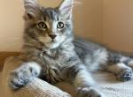 Magnate - Maine Coon Kitten For Sale - Denver&comma; CO&comma; US