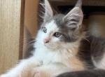 Loki - Maine Coon Kitten For Sale - Denver&comma; CO&comma; US