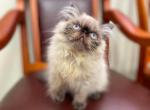 BurtonsPersians com - Persian Kitten For Sale - Burnet&comma; TX&comma; US