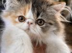 Brown patched tabby and white - Persian Kitten For Sale - Clay&comma; PA&comma; US