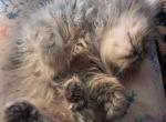 Casper - Persian Kitten For Sale - Sumner&comma; WA&comma; US