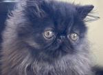 Black boy and girl - Persian Kitten For Sale - Clay&comma; PA&comma; US