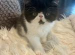 Milo - Persian Kitten For Sale - Arlington Heights&comma; IL&comma; US