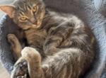 Coco - Domestic Cat For Adoption - Syracuse&comma; UT&comma; US