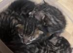 3 females - Bengal Kitten For Sale - 