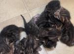 Males and females - Bengal Kitten For Sale - St&period; Louis&comma; MO&comma; US