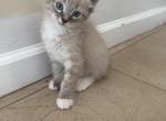 Moon - American Bobtail Kitten For Sale - 