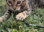 Male and female - Bengal Kitten For Sale - St&period; Louis&comma; MO&comma; US