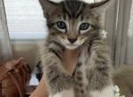 Sky - Domestic Kitten For Sale - 
