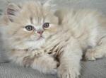 Biscotti - Persian Kitten For Sale - Buffalo&comma; NY&comma; US