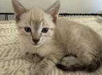Star - Domestic Kitten For Sale - 