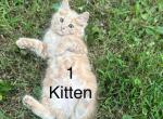Price negotiable - Domestic Kitten For Sale - Brownstown Township&comma; MI&comma; US