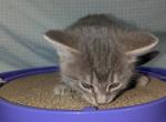 Pudggy - Domestic Kitten For Adoption - Burt&comma; MI&comma; US