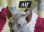 Alf - Sphynx Kitten For Sale - 