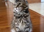 Daisy - Maine Coon Kitten For Sale - North Port&comma; FL&comma; US