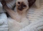 Stella - Siamese Kitten For Sale - Marysville&comma; MI&comma; US