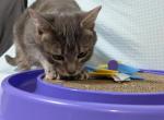 Missy - Domestic Cat For Sale - Burt&comma; MI&comma; US