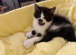 Pepper - Persian Kitten For Sale - Center Groton&comma; CT&comma; US
