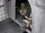 Willow - Domestic Cat For Sale - 