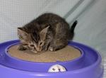 Emi - Domestic Kitten For Sale - Burt&comma; MI&comma; US