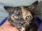 Patches - Domestic Kitten For Sale - Burt&comma; MI&comma; US