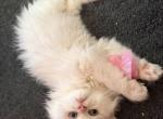 Angel - Himalayan Kitten For Sale - 